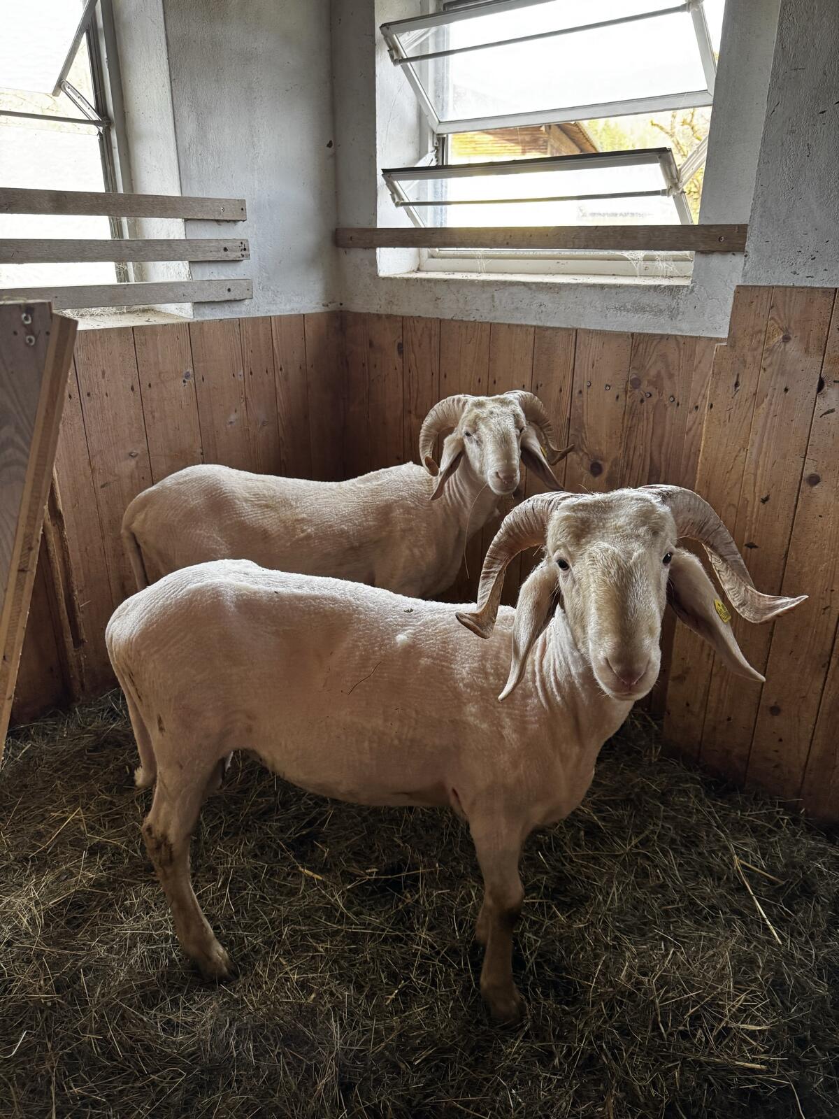 Bergschafwidder mit Hörnern 3