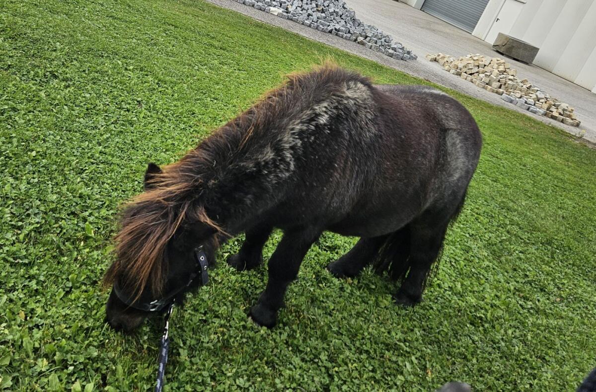 Besonderer Mini Shetty Pony Wallach 1