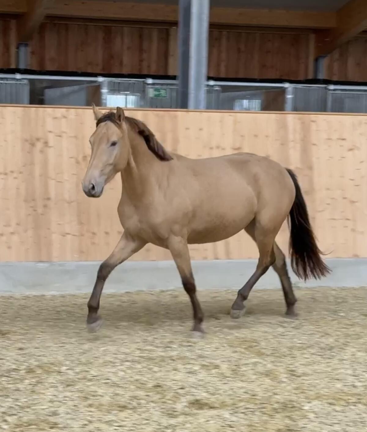 Top französische Kleinpferdstute 1