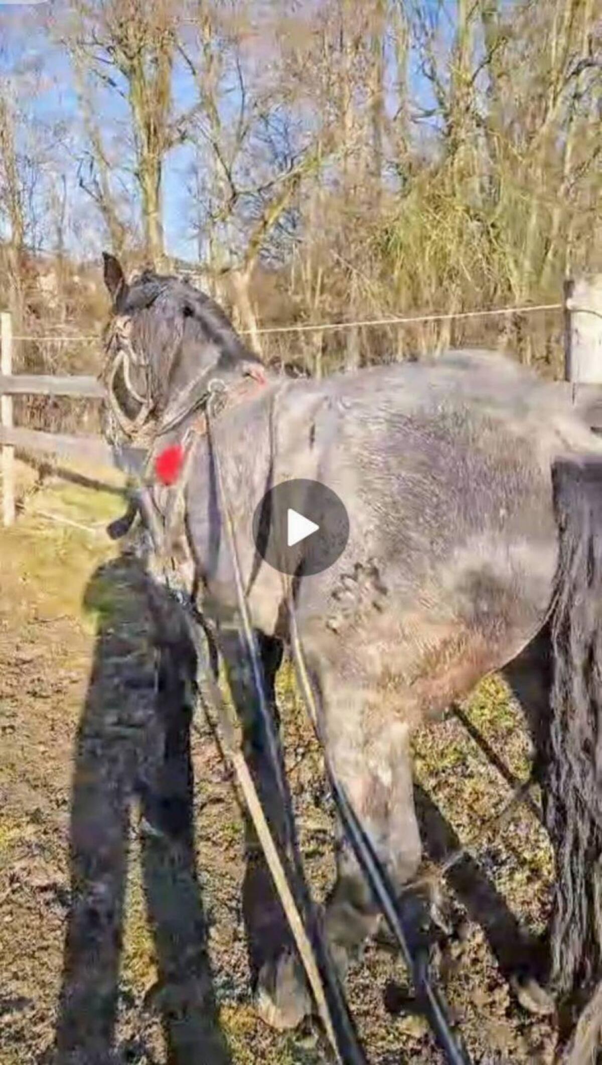 Noriker Gespann ein- und zweispännig 3