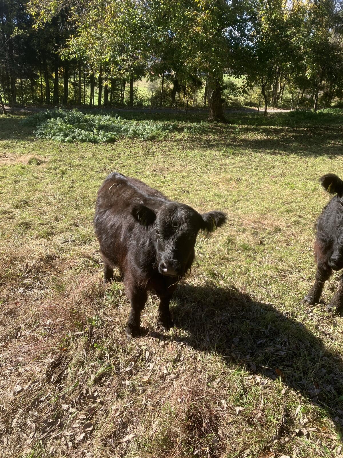 Bio Galloway zu verkaufen 3
