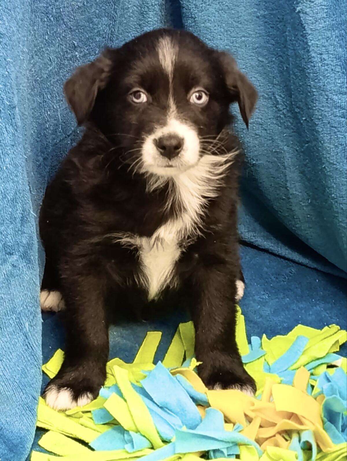 Aussies vom Gut Engelsheim 3