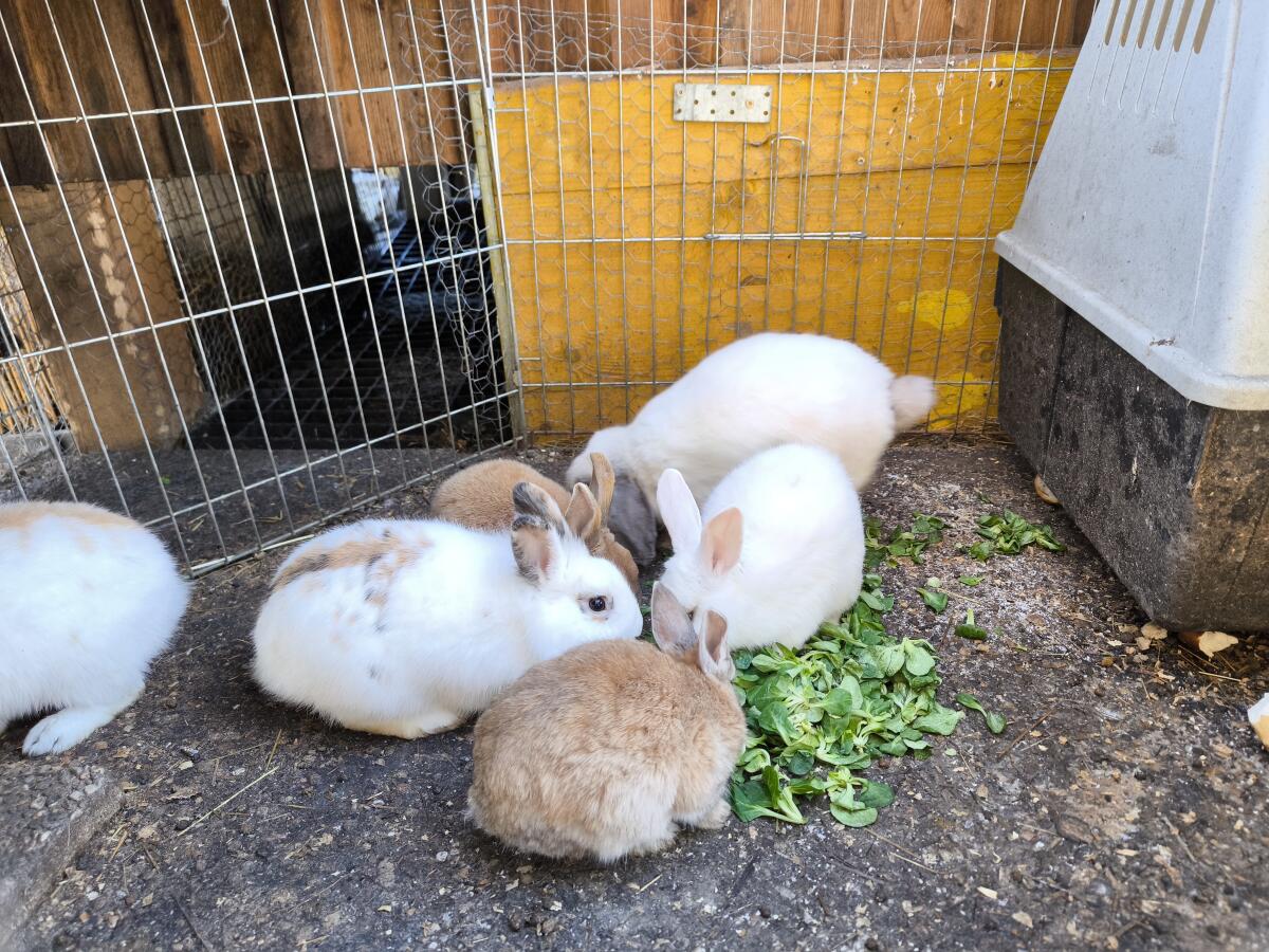 Verschiedene Kaninchen 1
