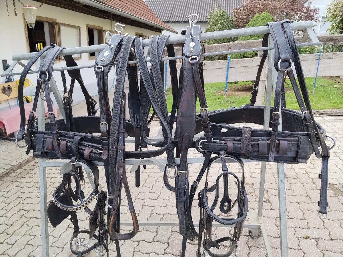 2spänner Strini Leder Brustblattgeschirr und Dressursattel 2