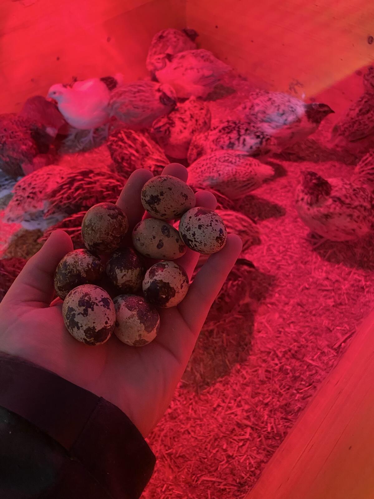 Mast- und Legewachteln Bruteier 3