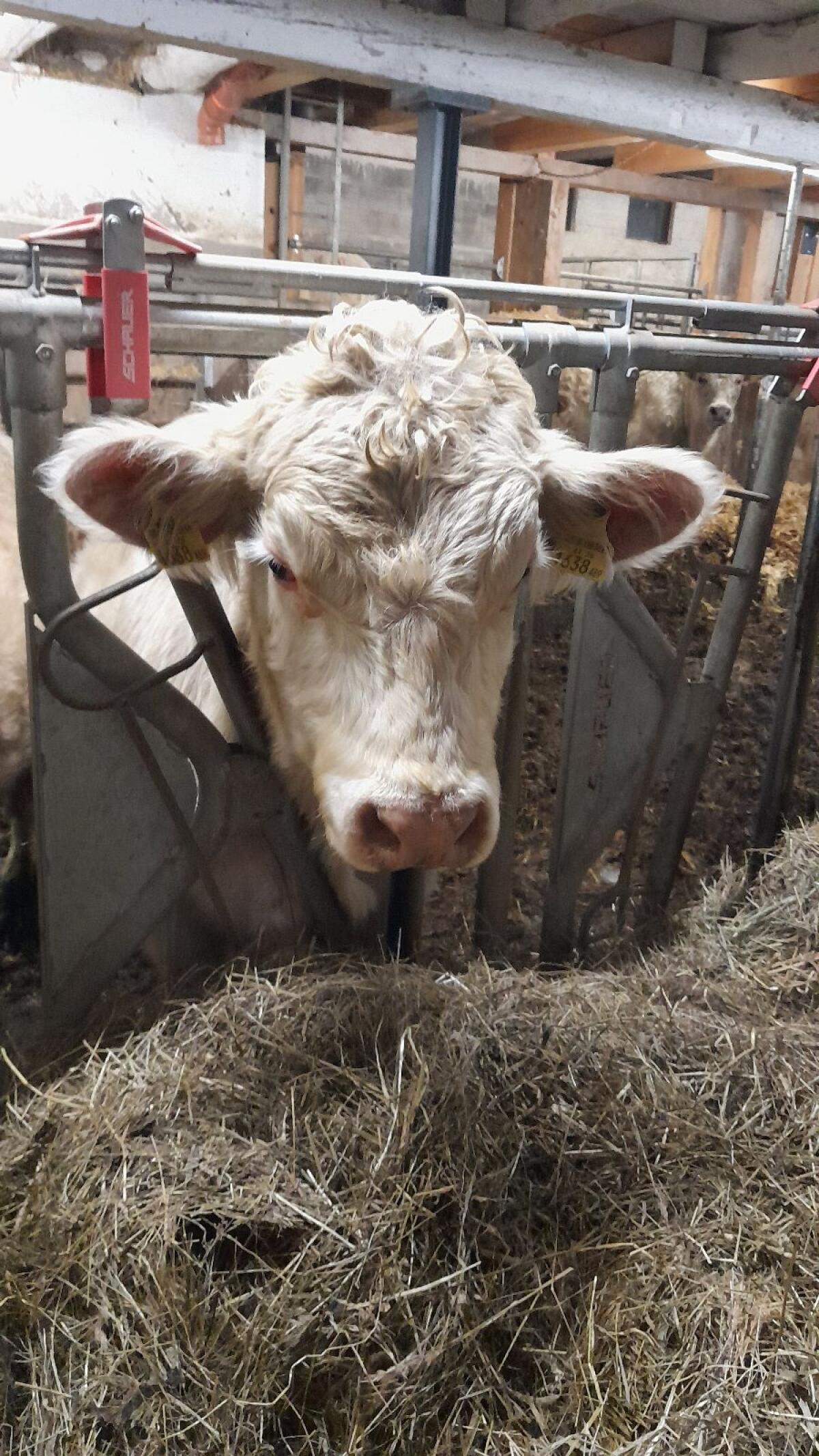BIO Charolais Stier 1