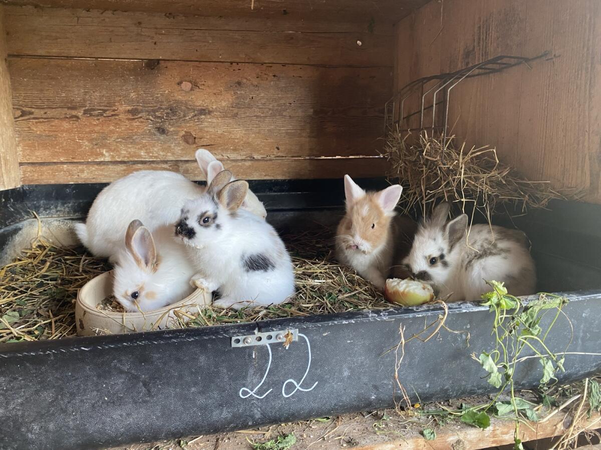 Liebe Löwenkopf-Teddyzwerge 1