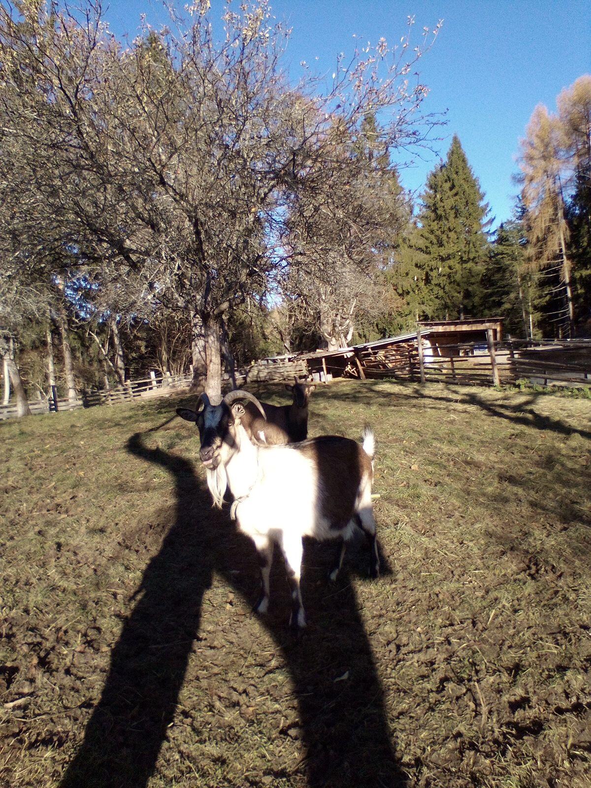 Mutterziege mit Jungziege 3