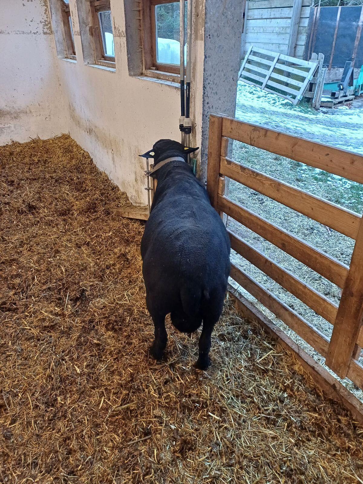 Bio Jura Zuchtwidder 2