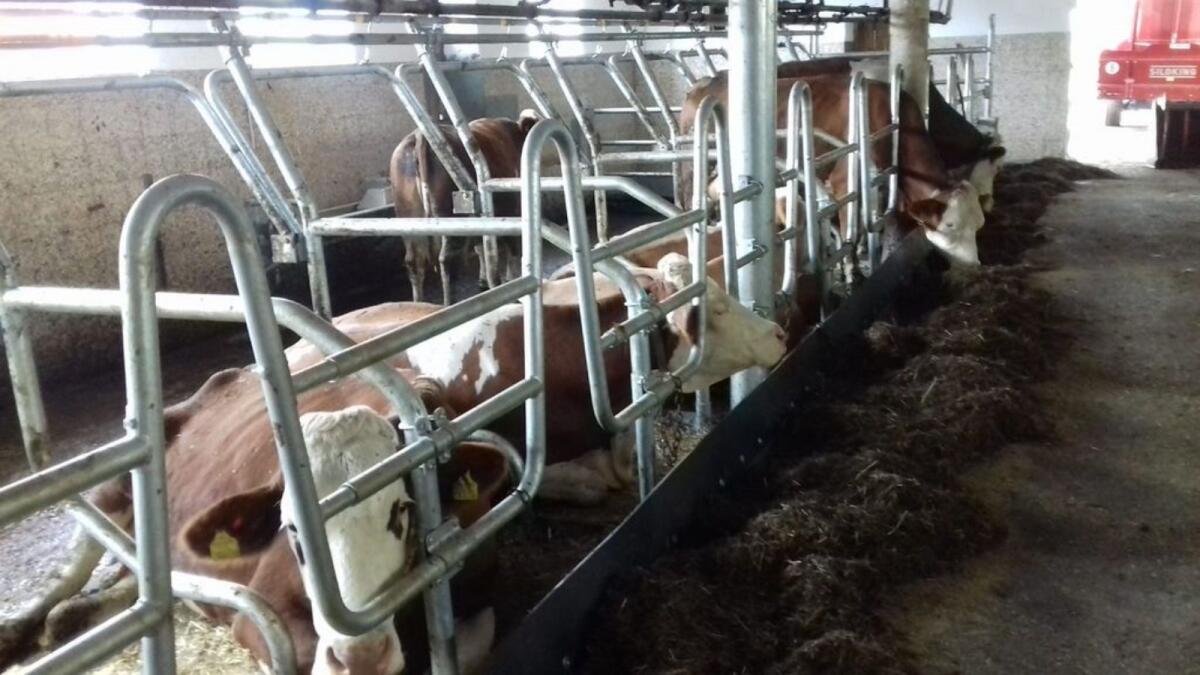 Fressliegeboxen (Trennbügel/Fressgitter inkl. Absperrbügel) 1