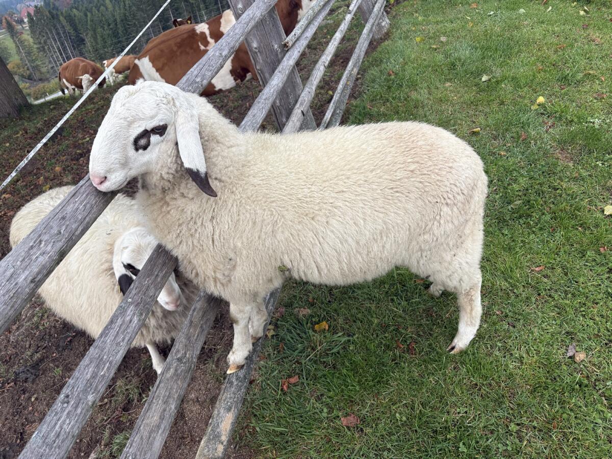 Brillenschaf Widder 1