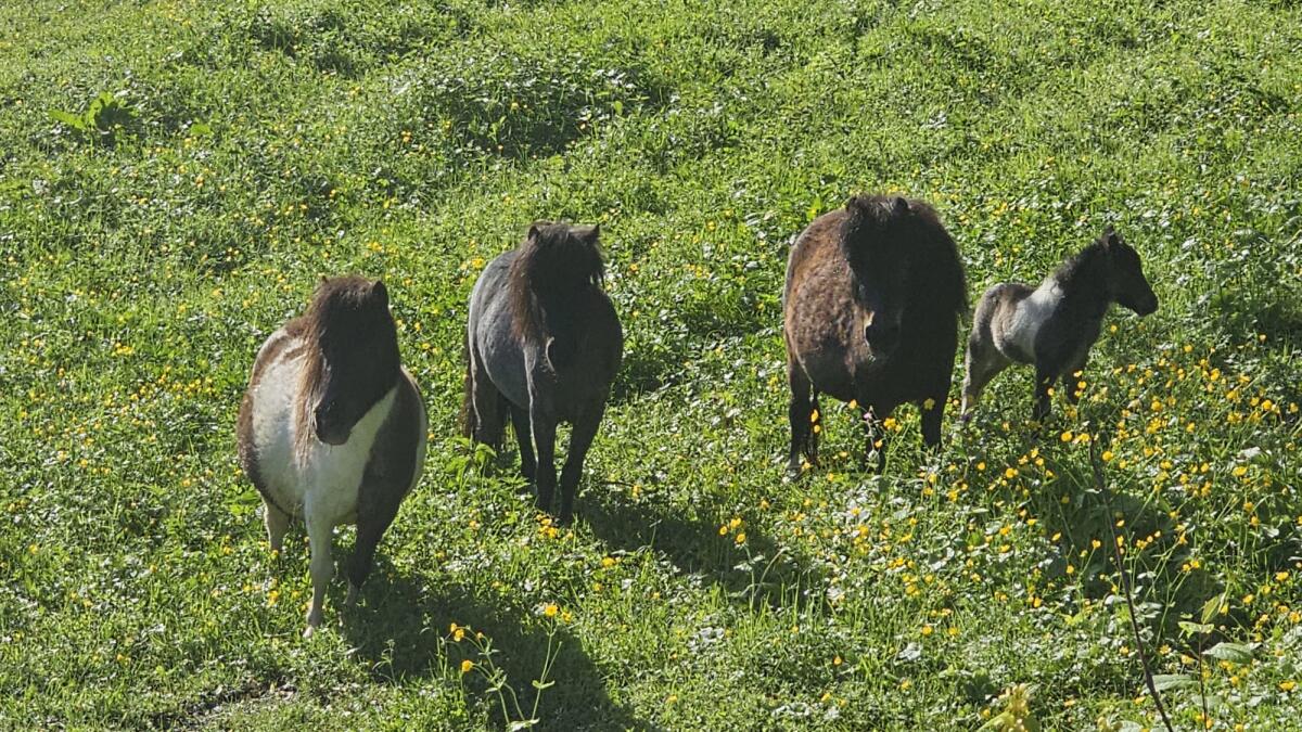 2 Minishetty-Stuten zu verkaufen, gekörter Hengst zu verpach 2