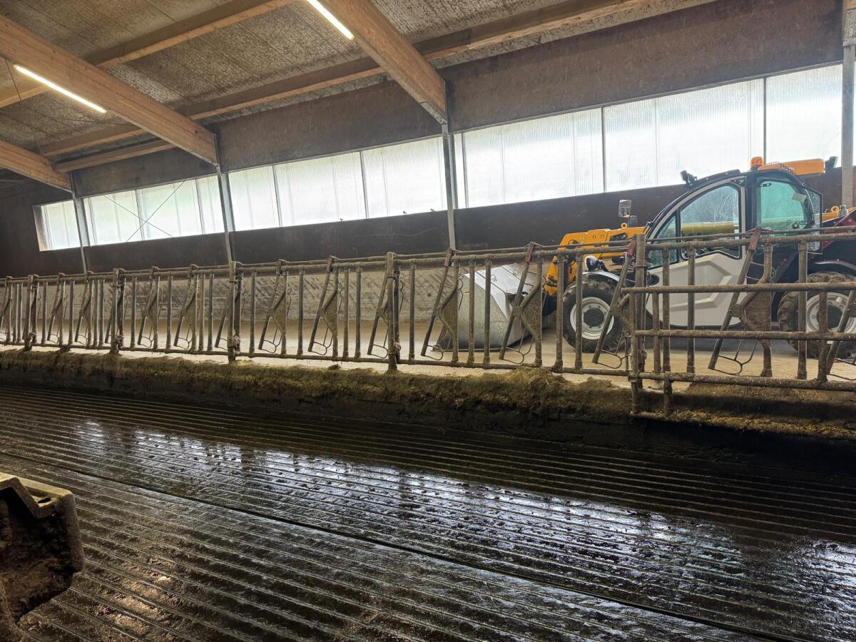 Aufstallung Rinder 3