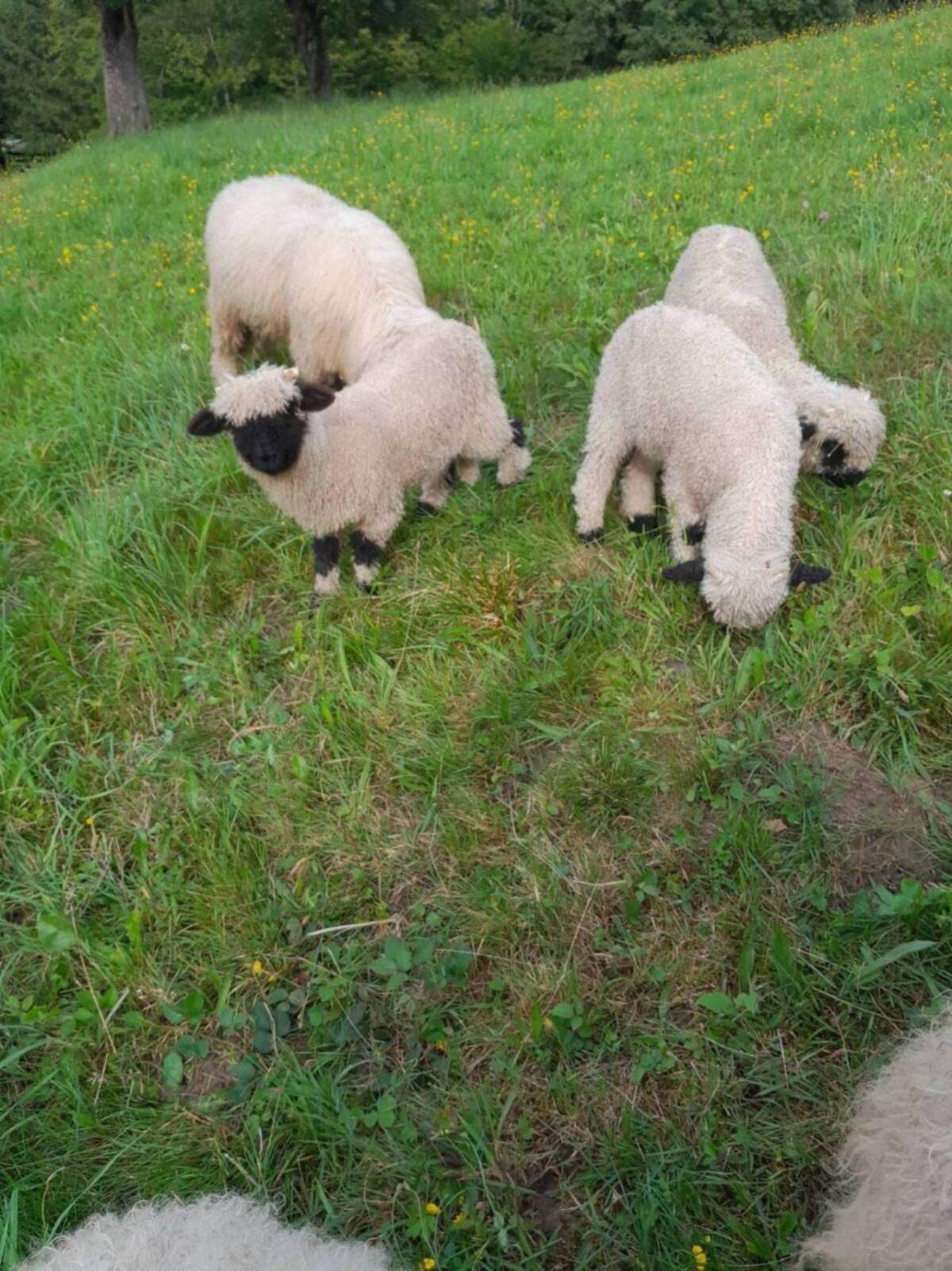 Walliser Schwarznasenschafe 1