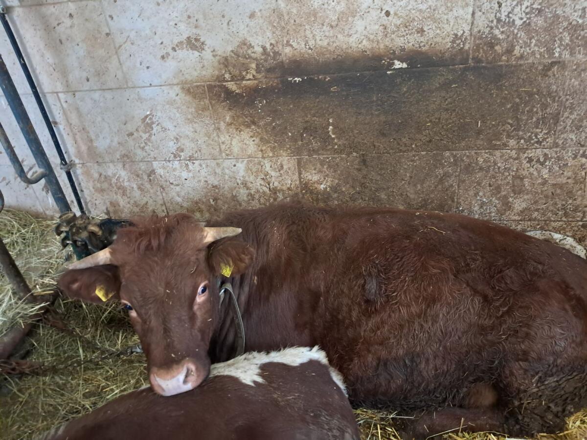 Verkaufe Tuxerkalbin! 2