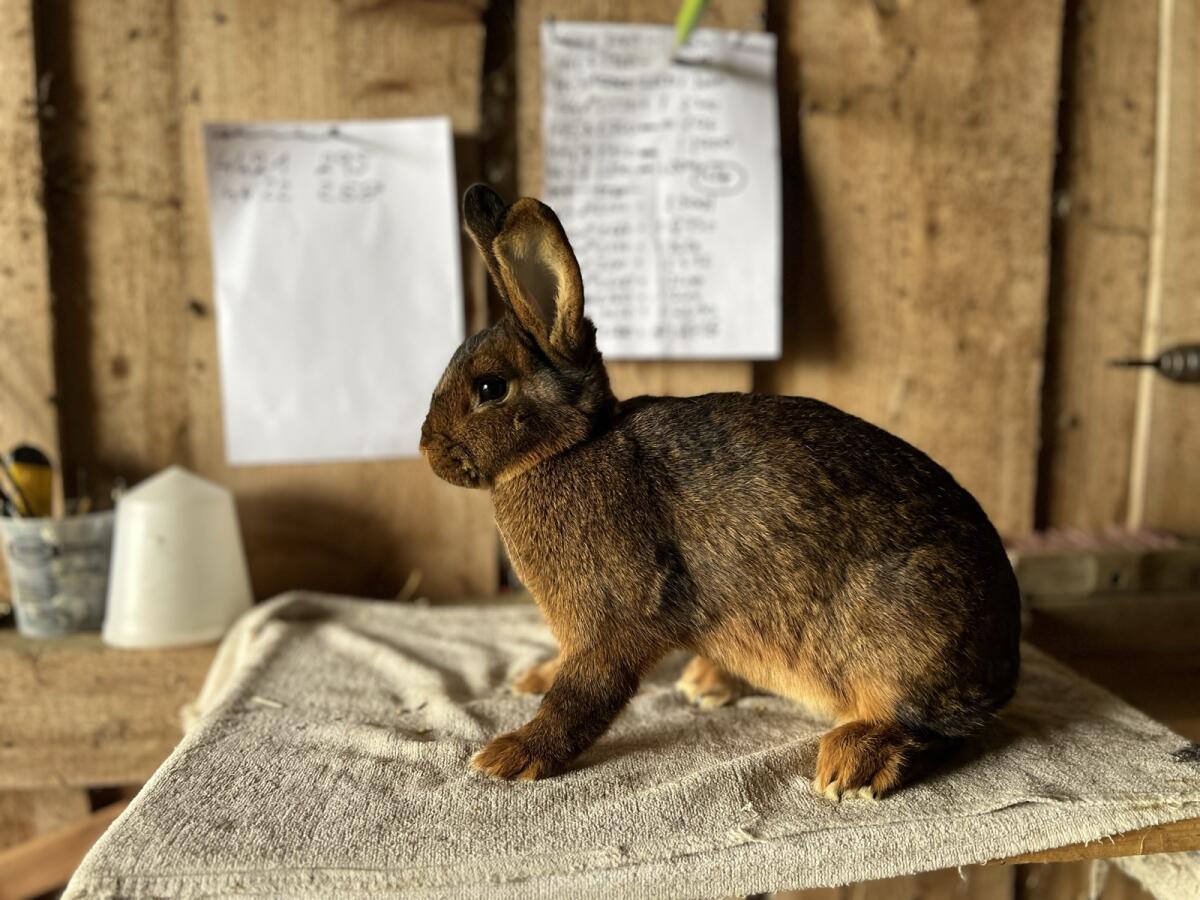 Deilenaar Kaninchen 3
