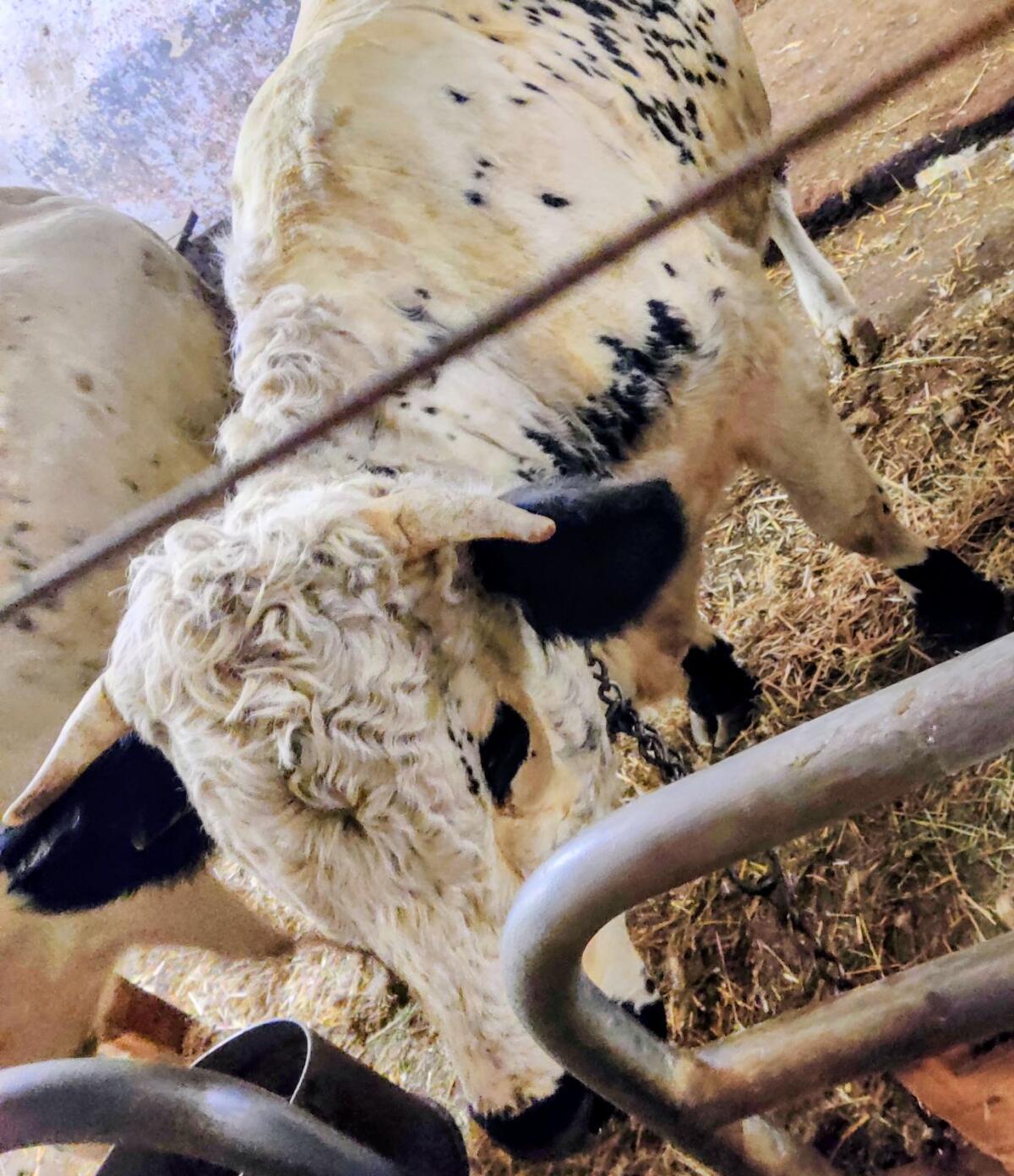 Pustertaler Sprinzen Kalbin trächtig 2