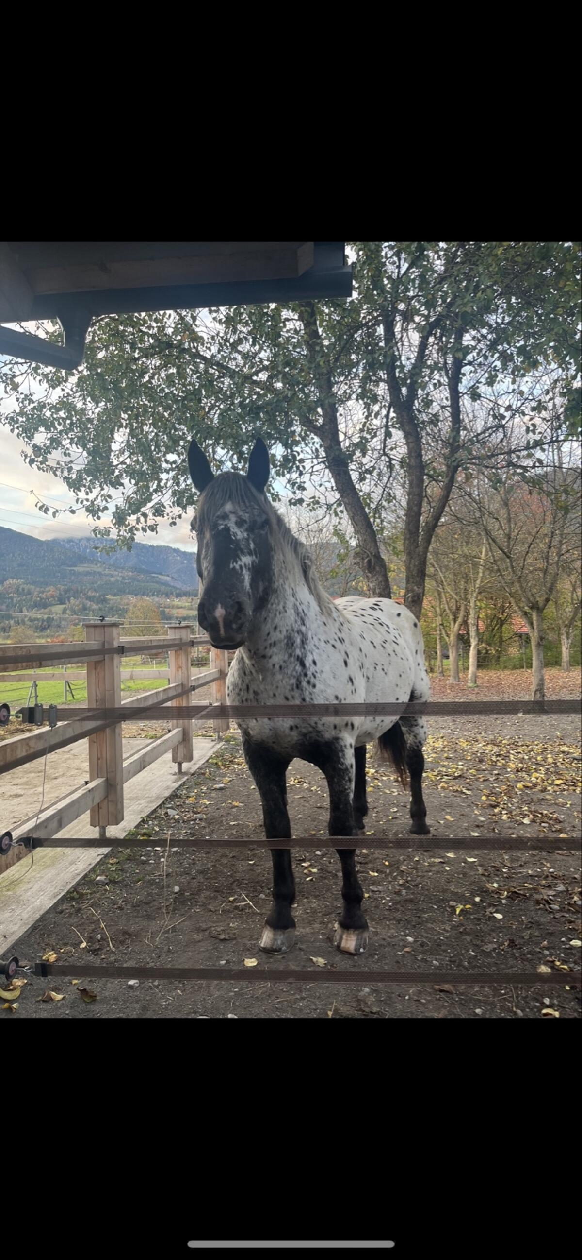 Tigernoriker-Wallach 3