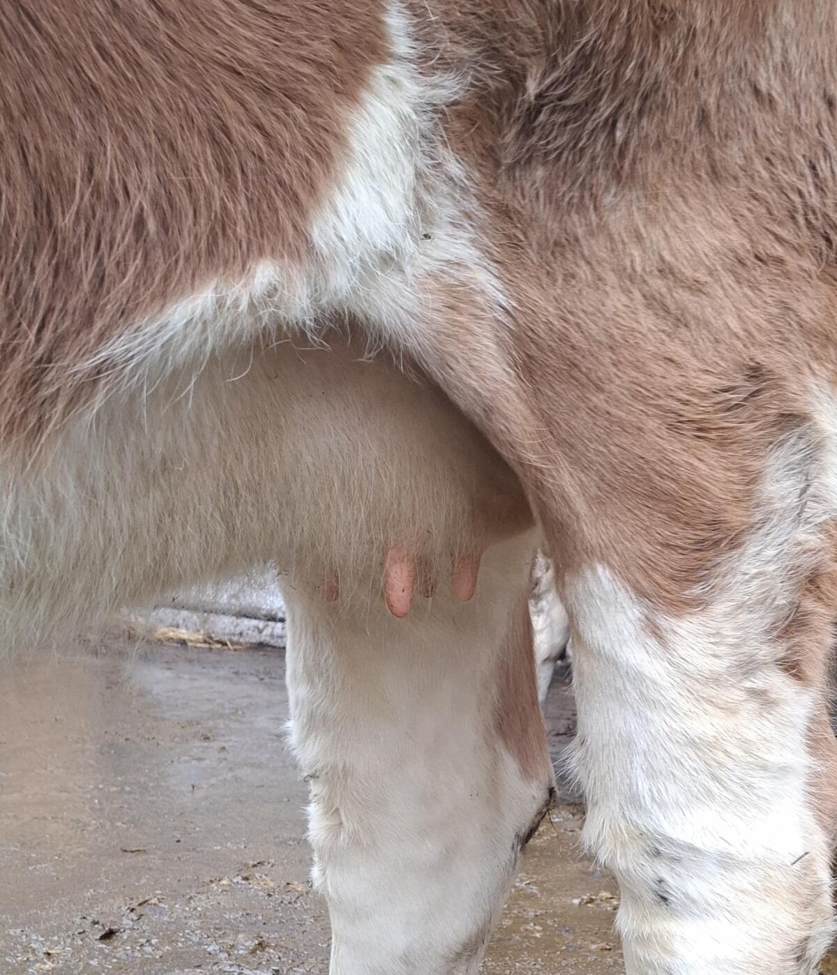 Trächtige Fleckviehkalbin zu verkaufen 2