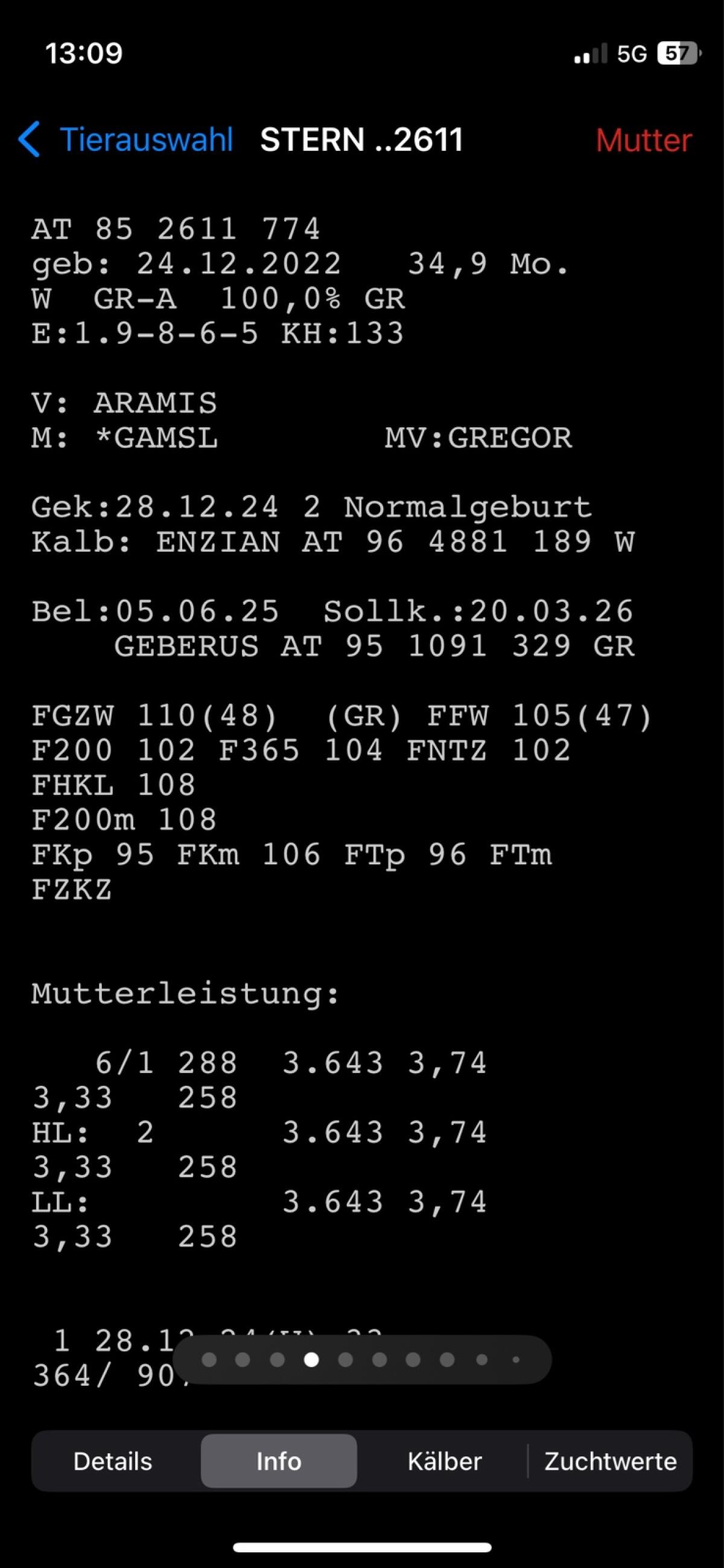 Tiroler Grauvieh Mutterkuh 3