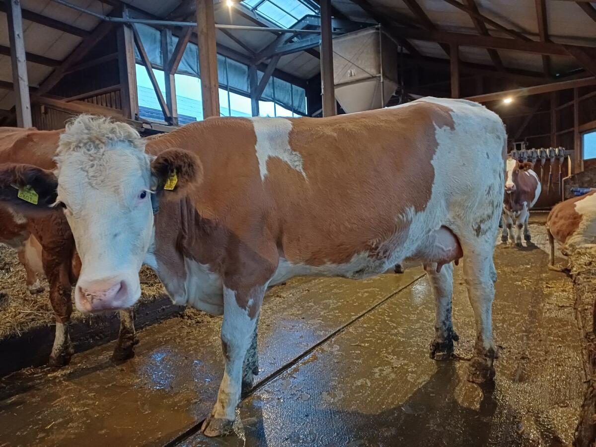 Erstlingskuh zu verkaufen - Olena 1