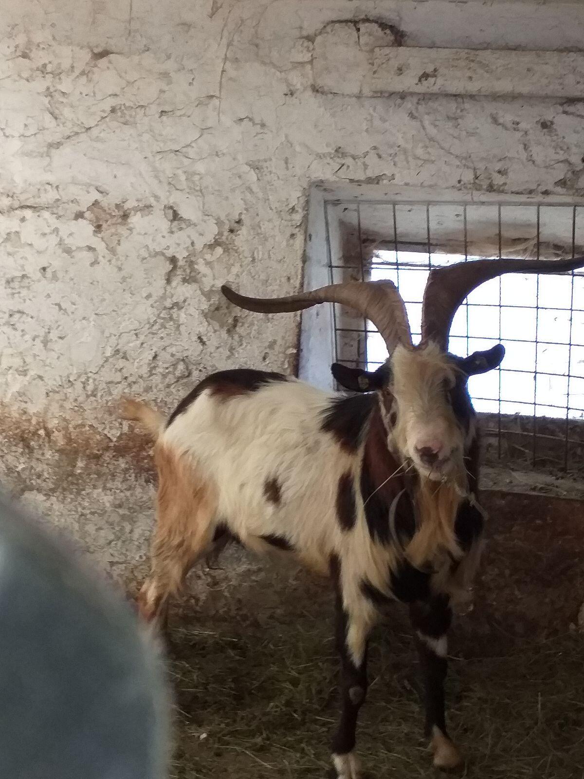 Tauernschecken Bock 3