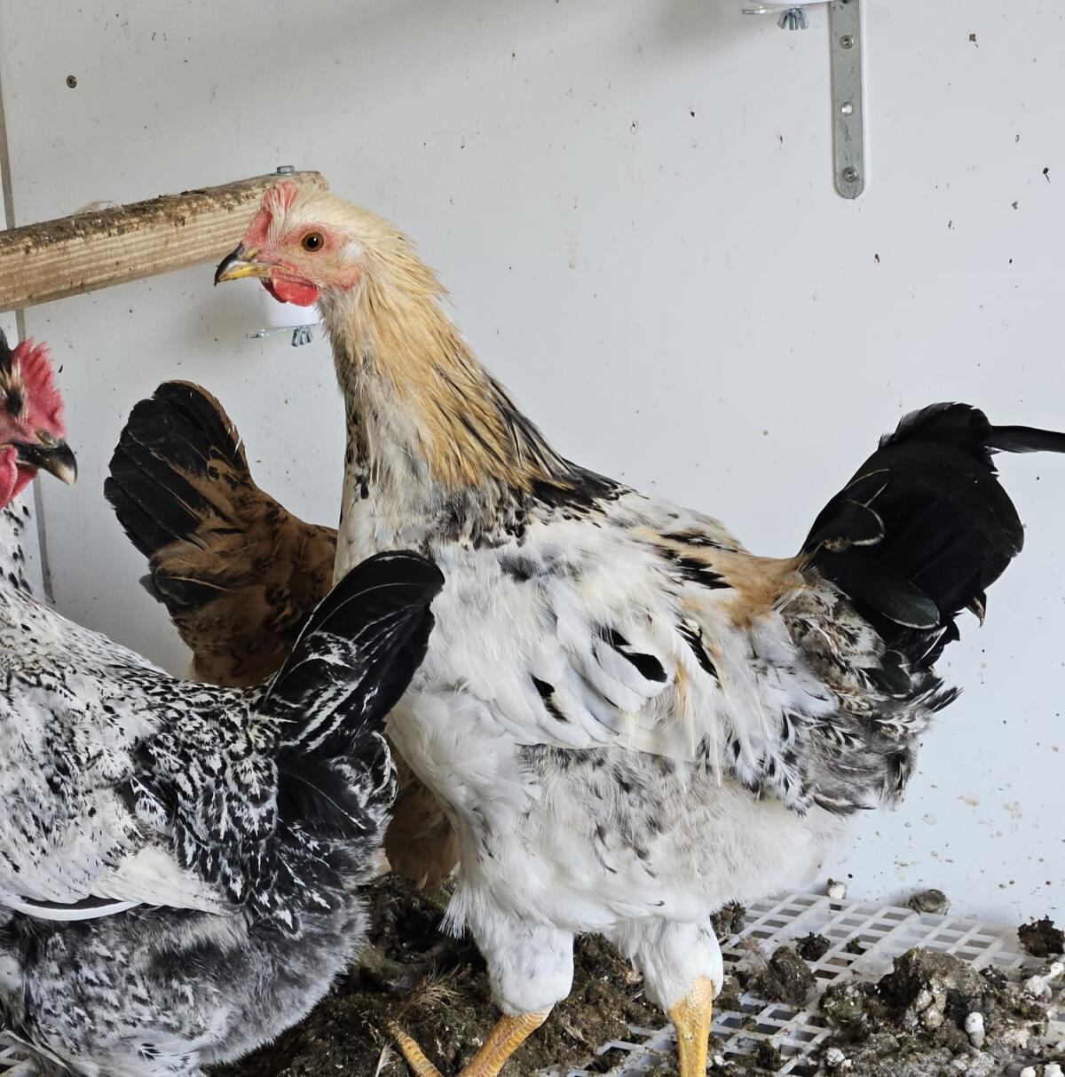 Junghähne aus Naturbrut abzugeben 2