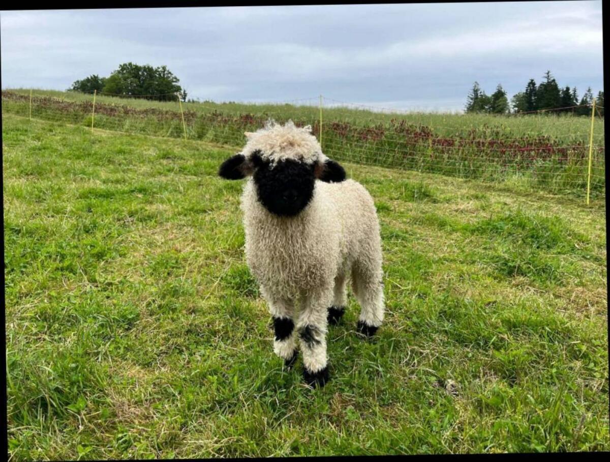 Walliser Schwarznase Widder 2x 1