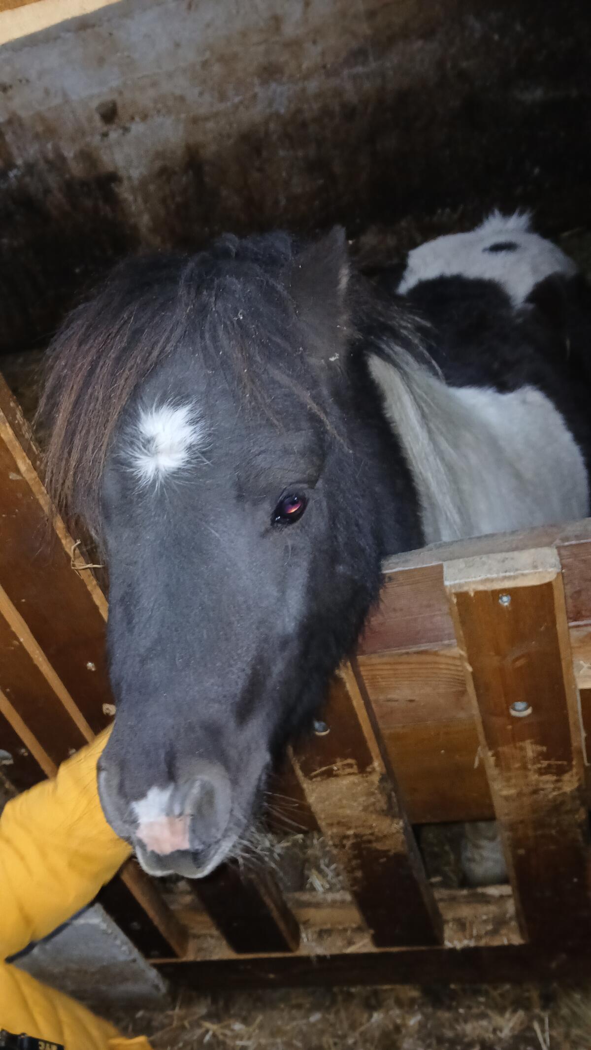 Minishettland-Ponyhengst 1