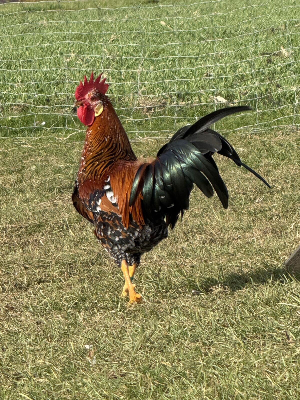 Zwerg-Italiener Gold-Porzellan 2