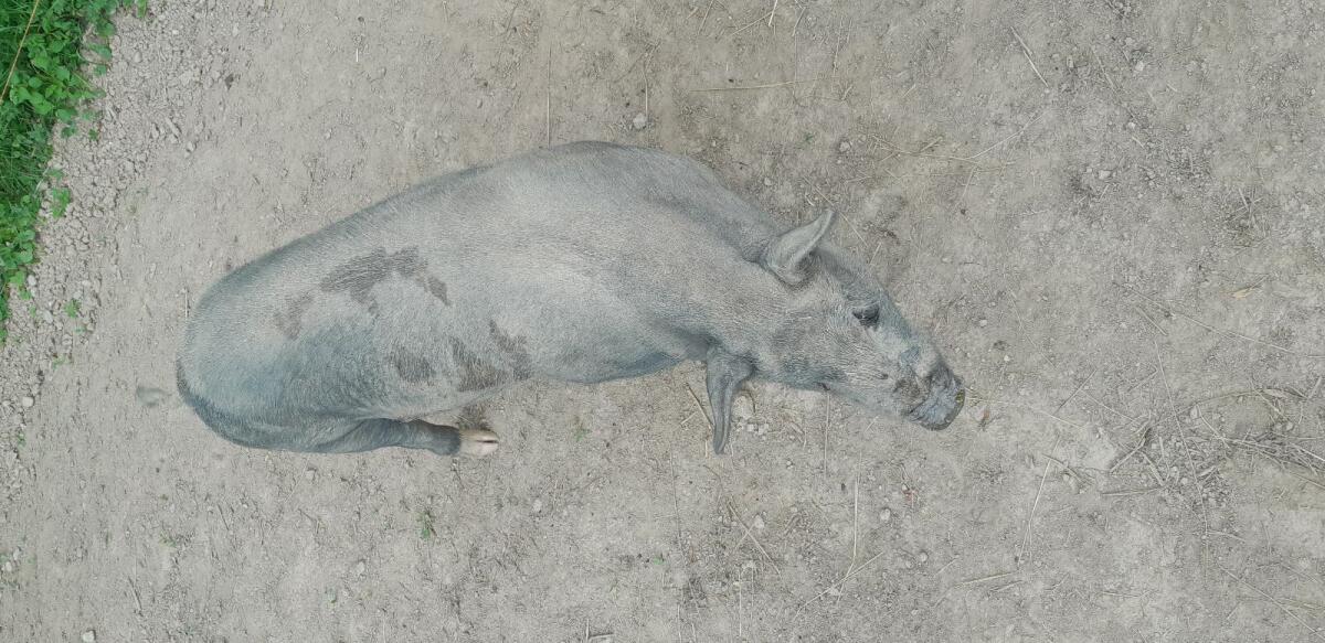 Zwei Eber abzugeben 3