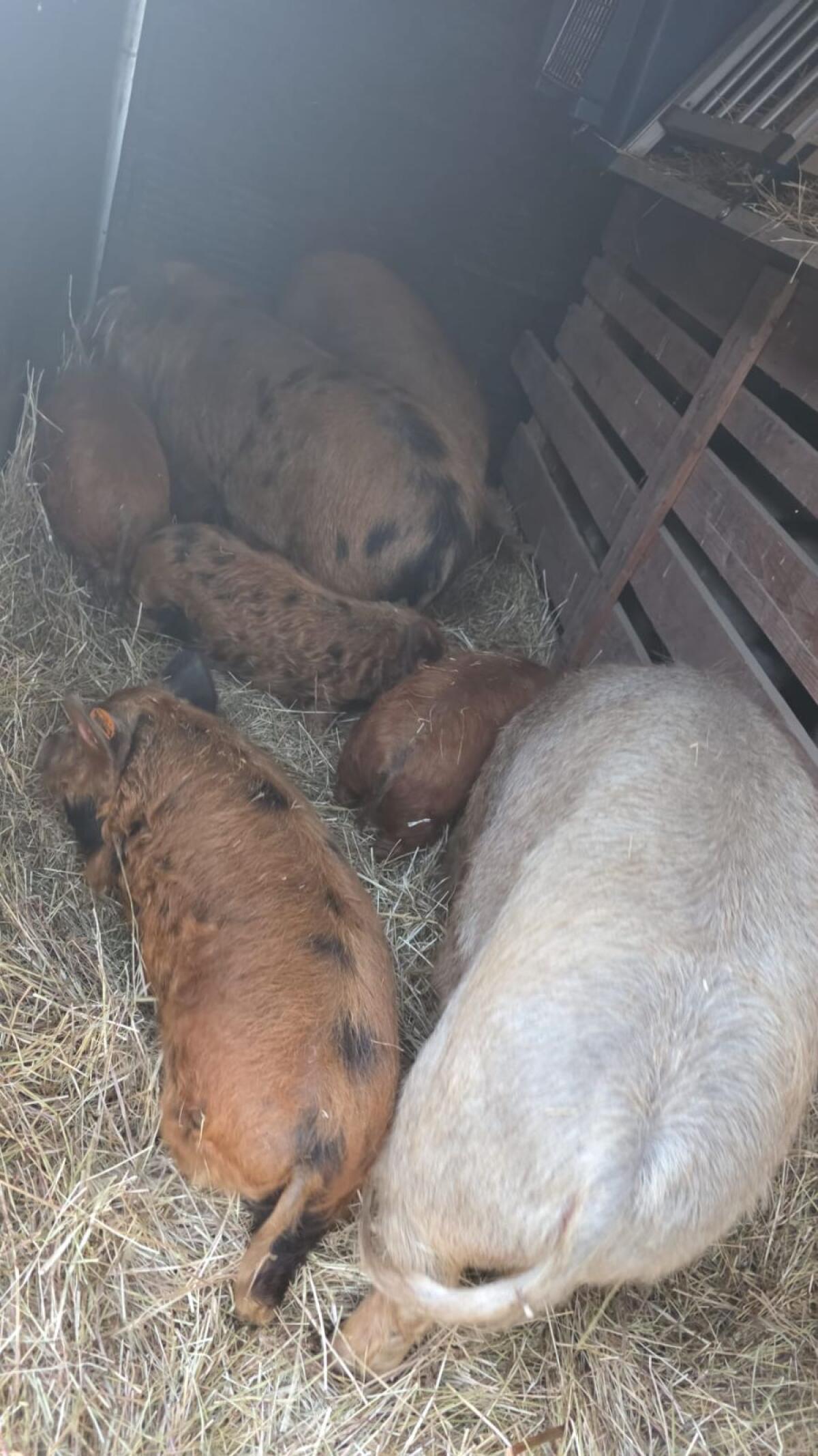 Kune Kune Sau mit Stammbaum 1