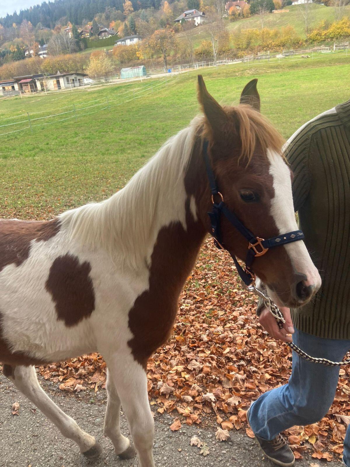 Araber Hengstfohlen 2