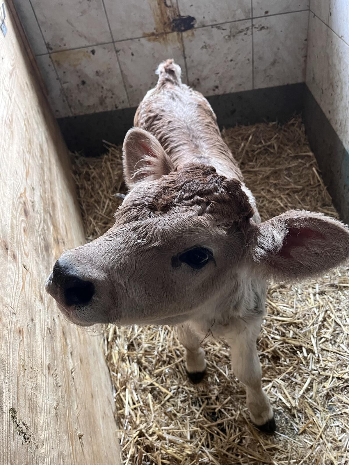 Bio Grauviehzuchtkalb 2