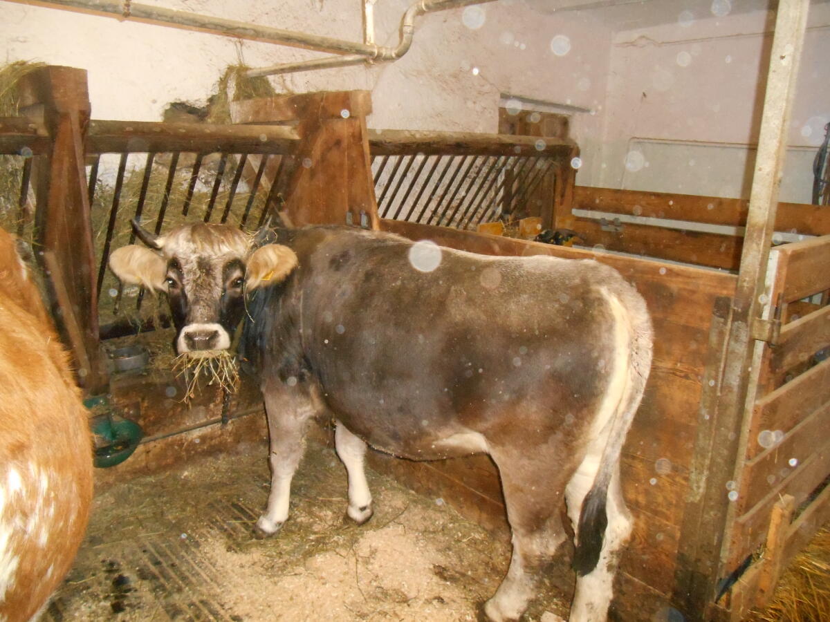 Grauvieh-Rind zu verkaufen 2