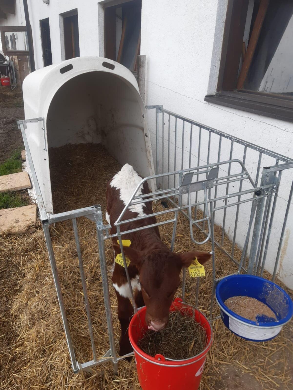 BIO Pinzgauer Kalb weiblich 1