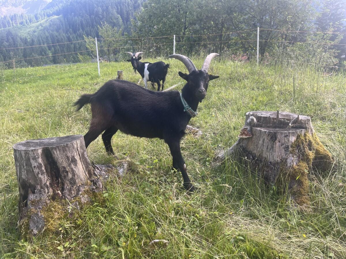 Blobe Bock, kastriert 1