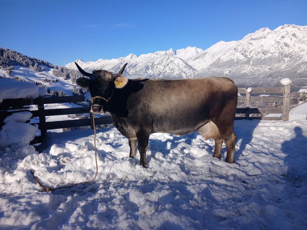 Tiroler Grauviehkuh zu verkaufen 1