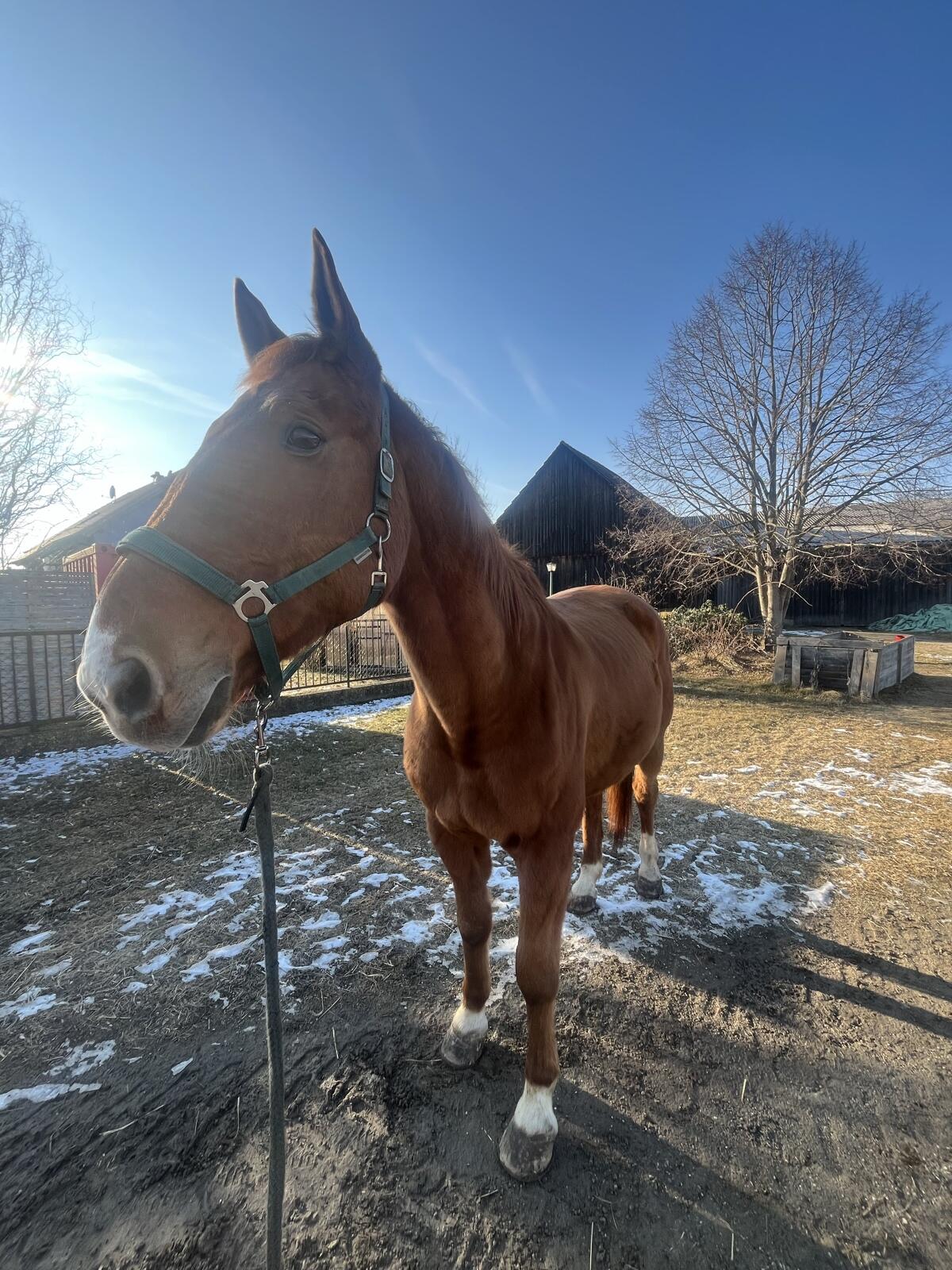 Pferdeverkauf Wallach Nitro 2