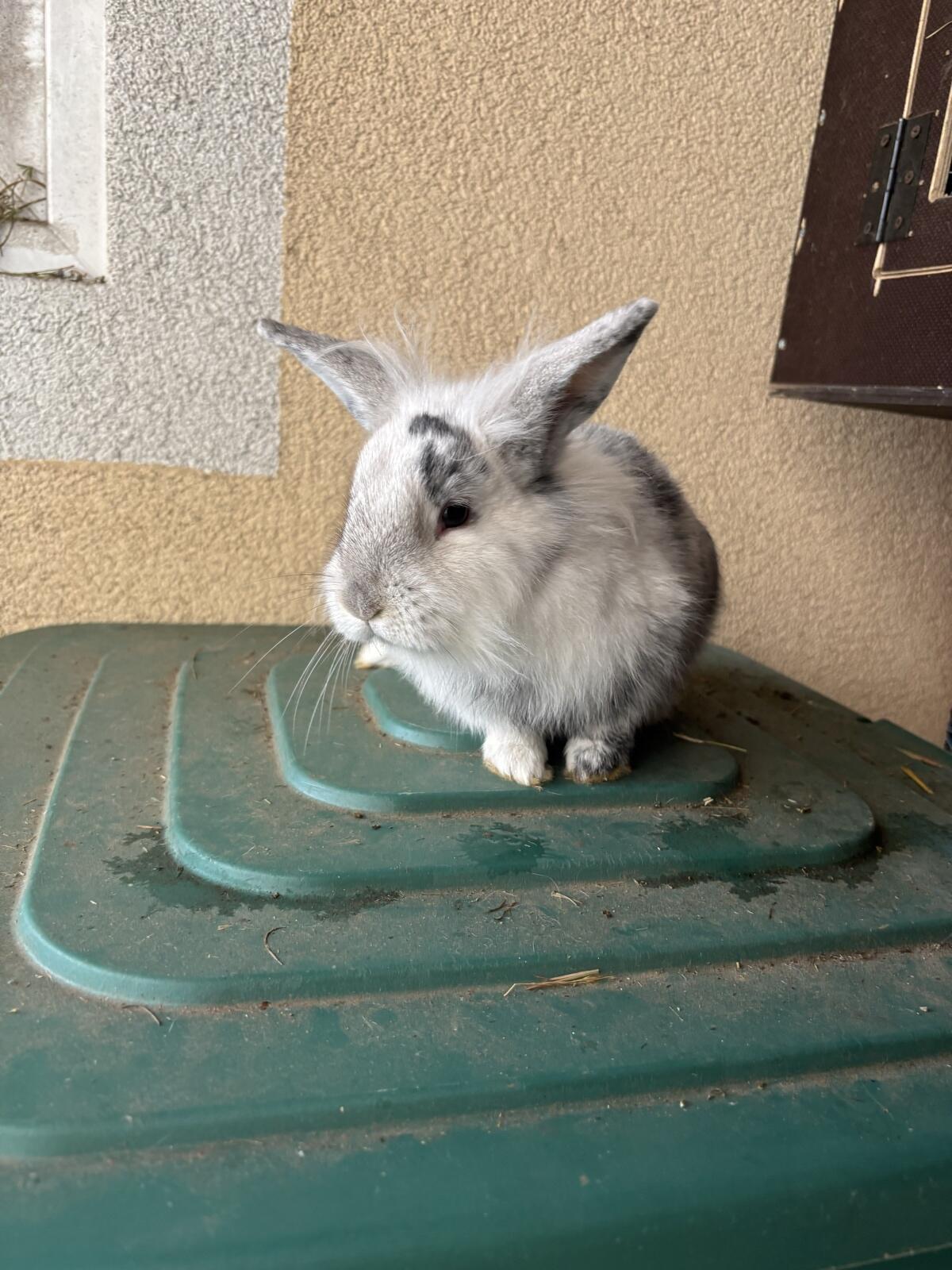 Löwenzahnkopfkaninchen 2