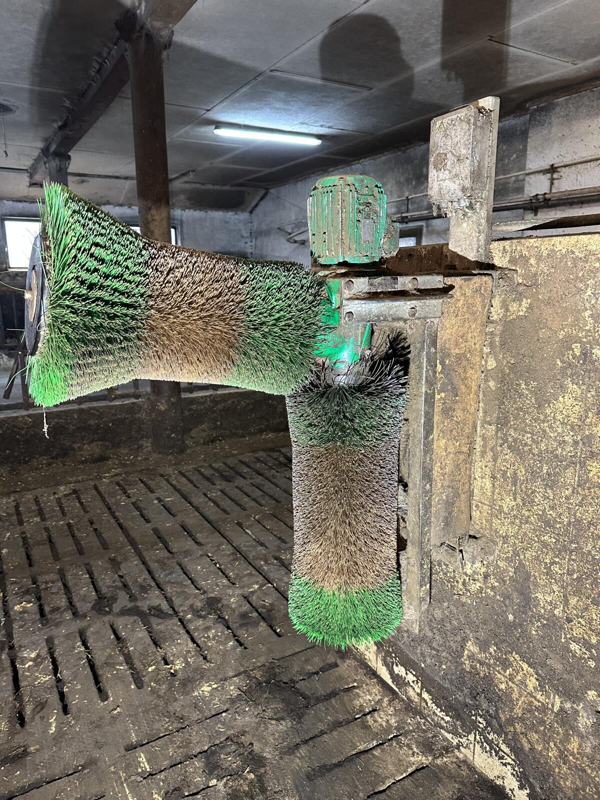 Schurr Rinderbürste 3