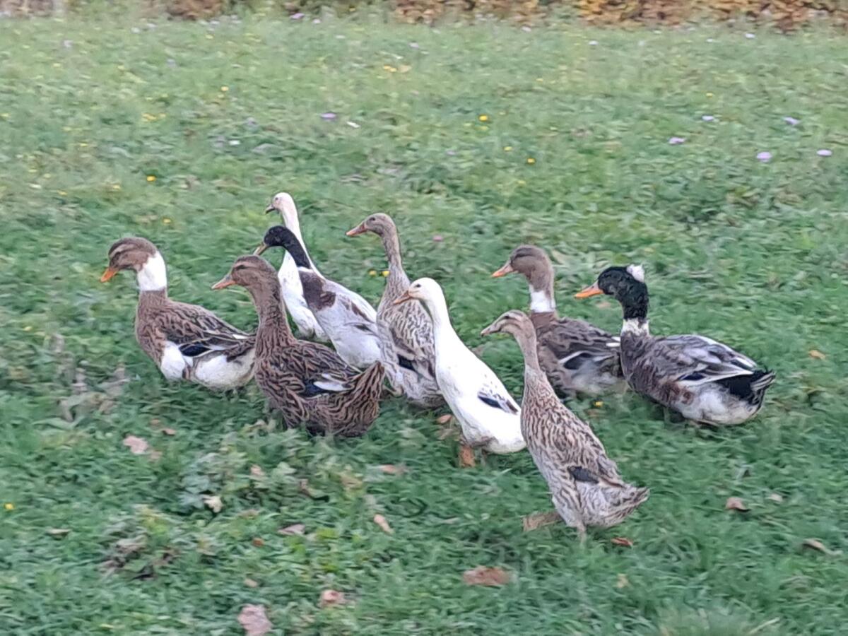 Enten 2