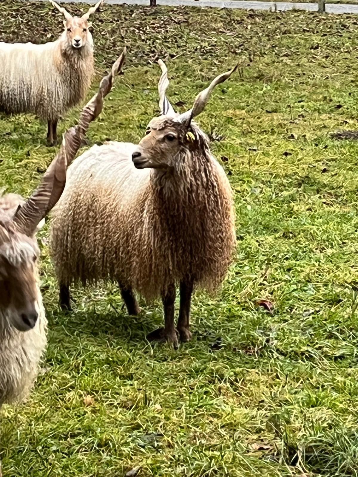 Zackelschaf Widder 1