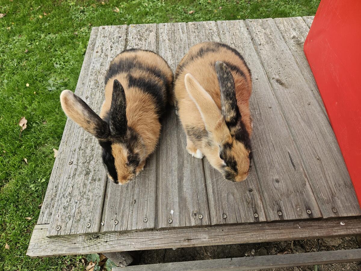 Japaner Kaninchen reinrassig 2