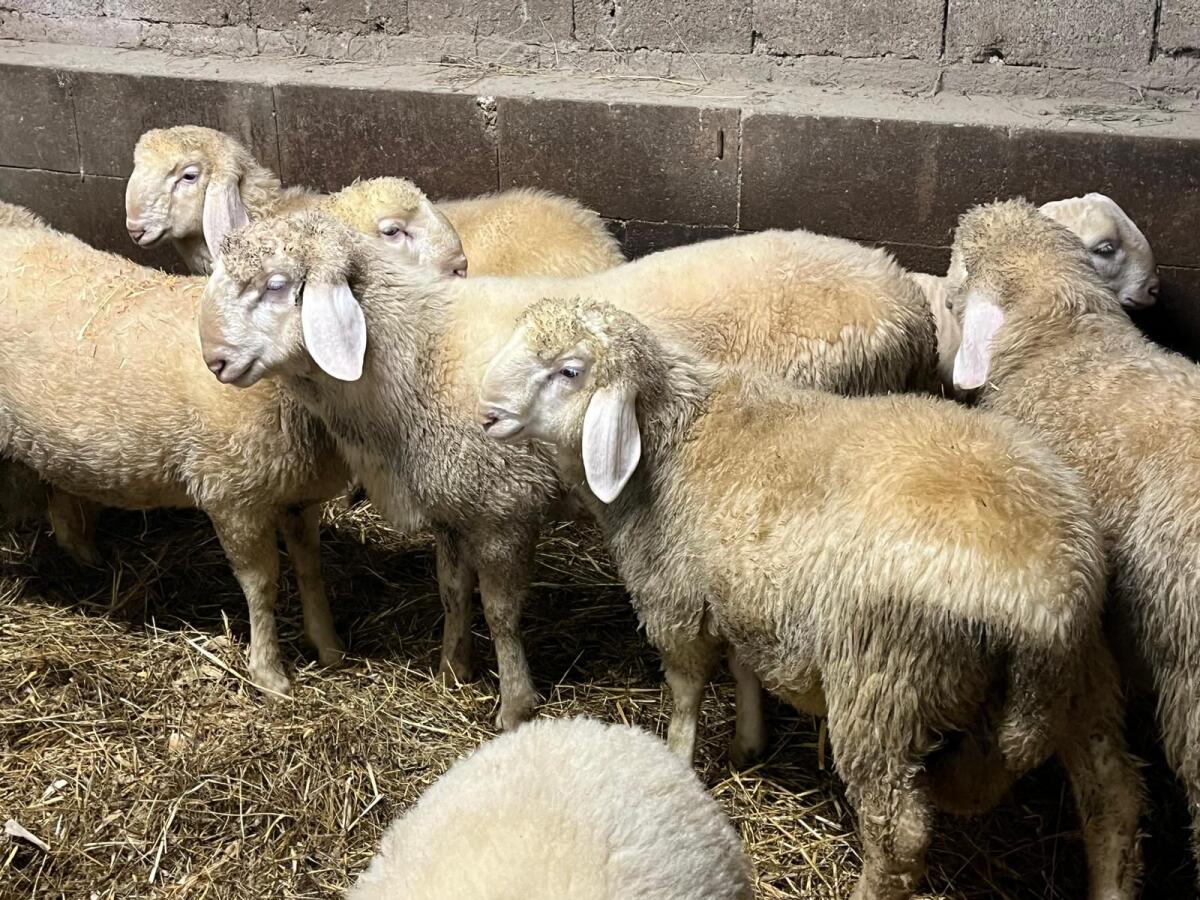 Junge Bergschafwidder 1