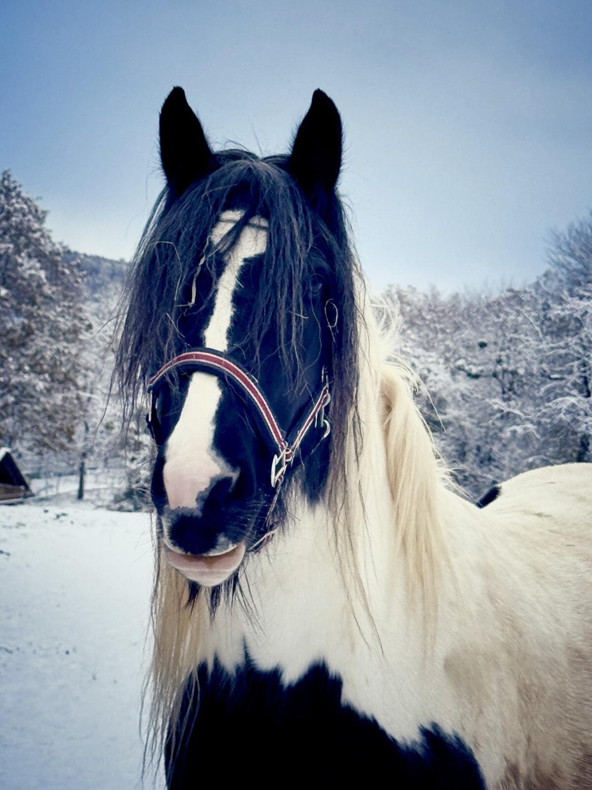 Tinkerstute 8 Jahre, 156 cm, geritten 2