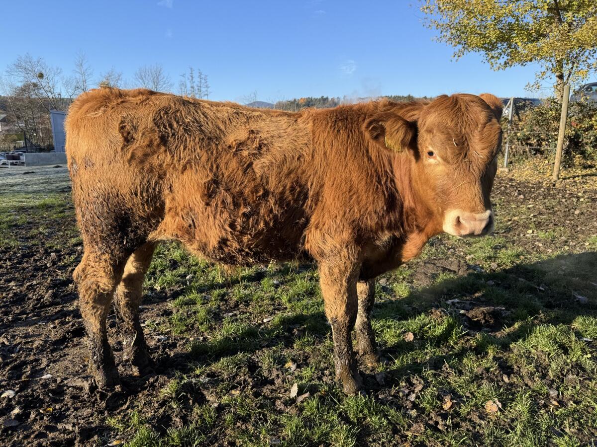 Einsteller, Fresser, Maststier 1