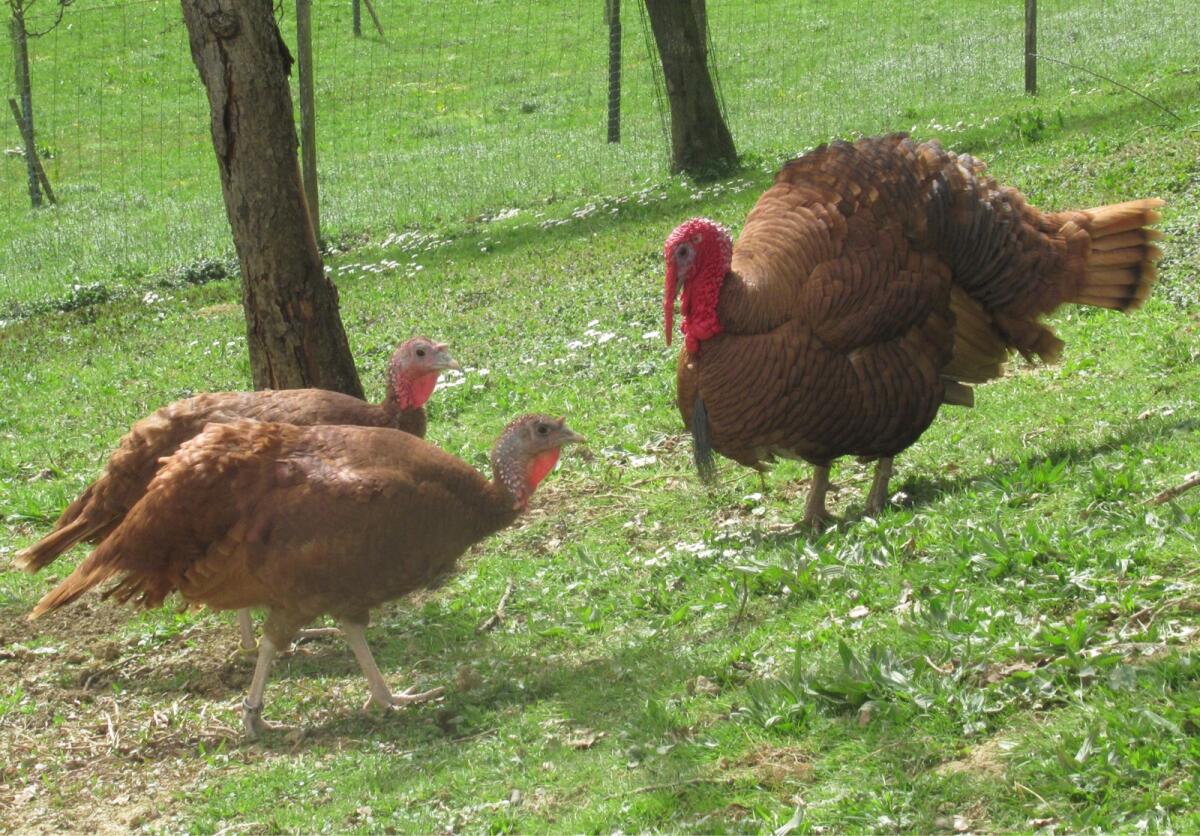 Deutsche Puten kupferfarbig 2