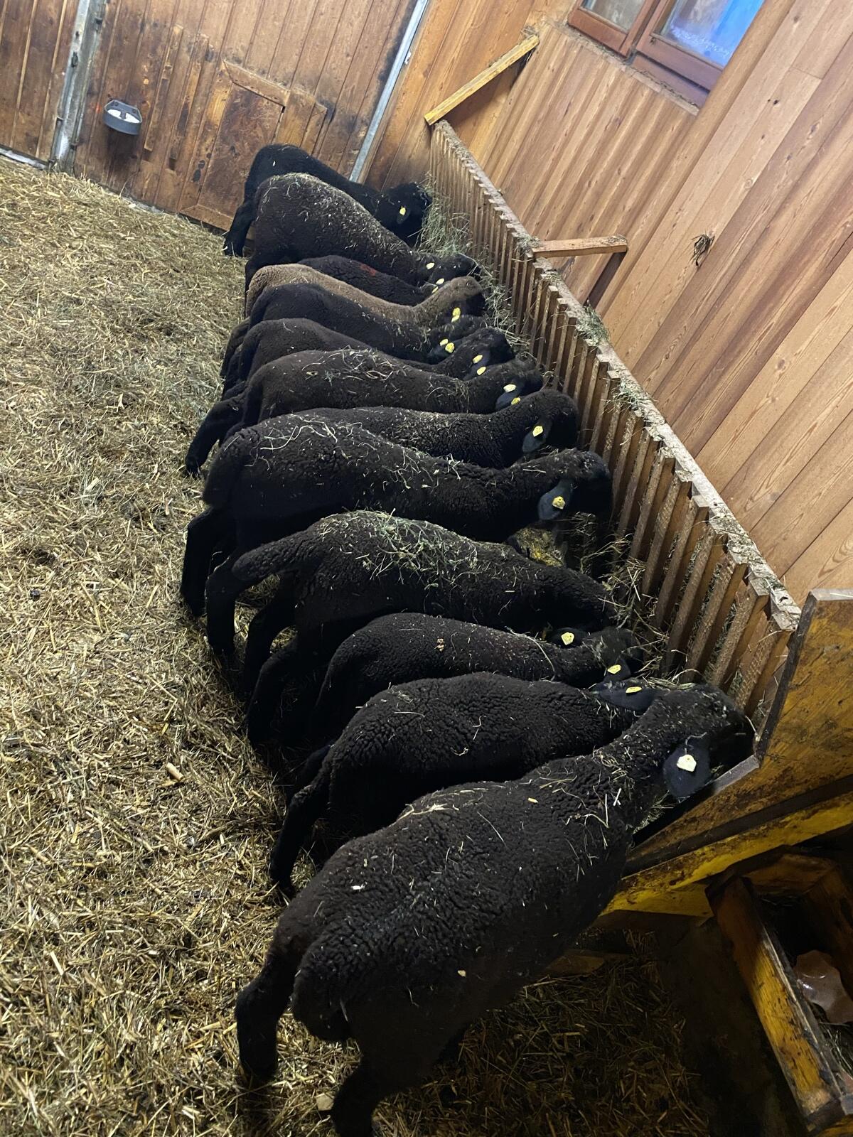 Jurazuchtweibchen und Widder abzugeben 1