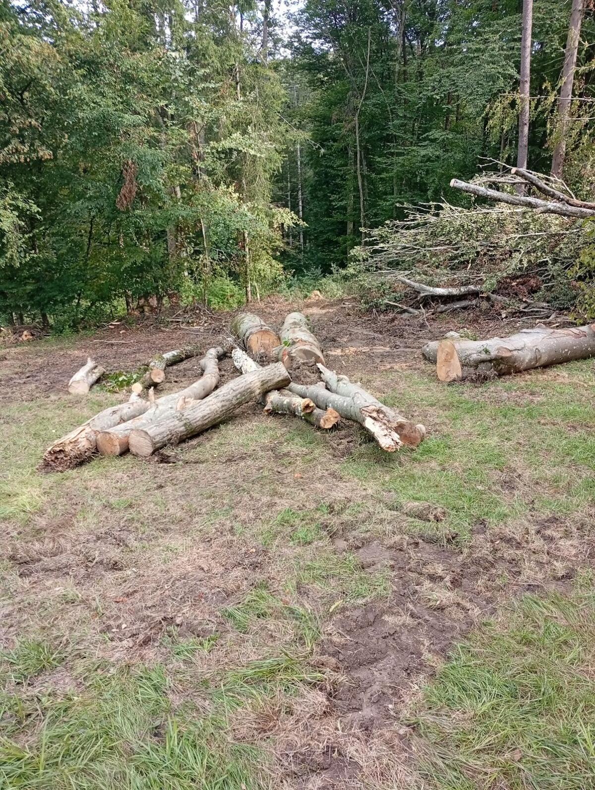 Kaufe Rundholz privat 1